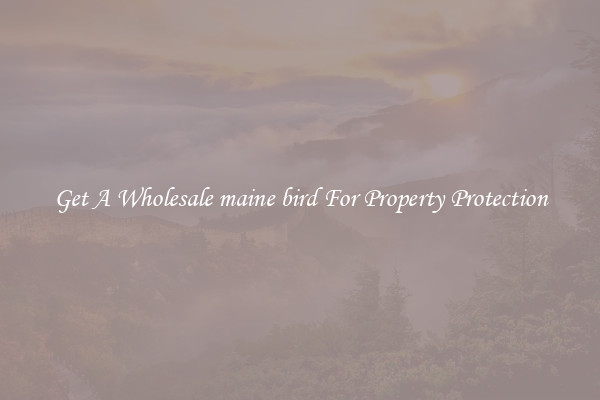 Get A Wholesale maine bird For Property Protection